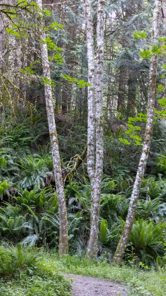Uzun ince huş ağaçları ormanda birbirine yakın. — Stok fotoğraf
