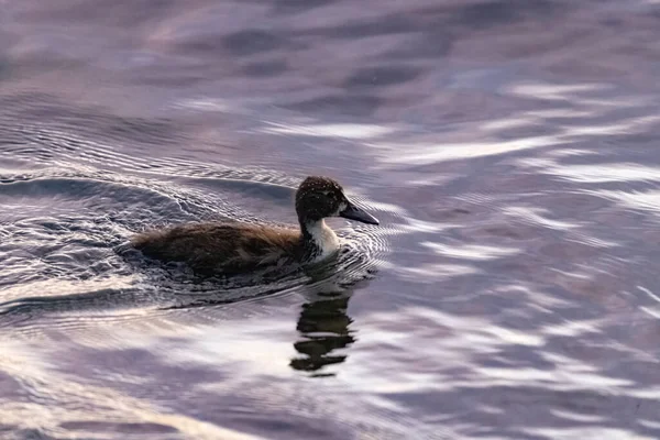 Pato flutuando na água em um lago — Fotografia de Stock