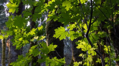 Parlak yeşil akçaağaç yaprakları güneşle aydınlanır.