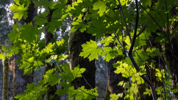 Feuilles d'érable vert vif rétroéclairées par le soleil — Photo