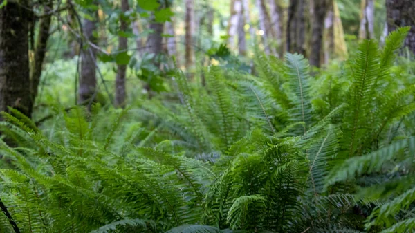 Dense forest fern just off the path — Stock Photo, Image