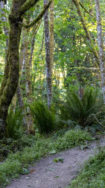 Sottile percorso sterrato usurato attraverso una fitta foresta — Foto Stock