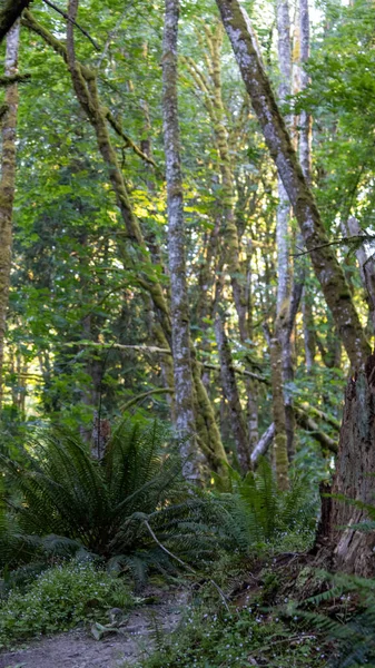 Espesa selva oscura con delgada senda de tierra serpenteando a través de los árboles —  Fotos de Stock