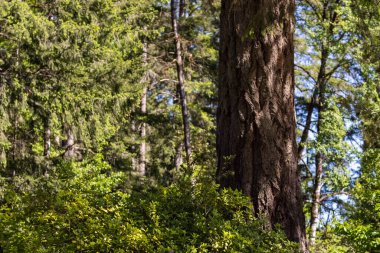 Uçurumun kenarından büyüyen ağaçlar, sık yeşil çalılar...