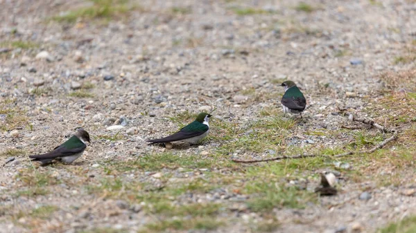 Små mörkgröna hanfåglar på grus och mossa — Stockfoto