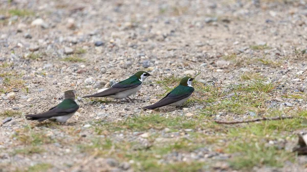 Tres pájaros de color verde oscuro sentados juntos sobre grava — Foto de Stock