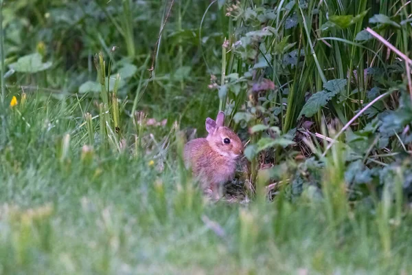 Schattig baby bunny verbergen in onkruid aan de rand van het park gazon — Stockfoto