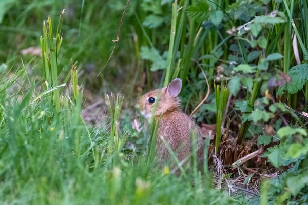 Klein baby konijntje zittend op de rand van het gazon — Stockfoto