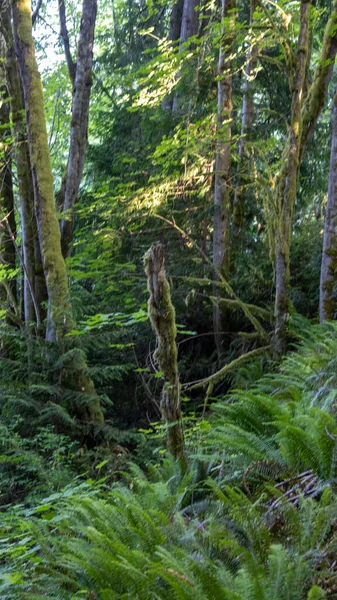Suelo del bosque inclinado cubierto de helechos con árboles musgosos —  Fotos de Stock