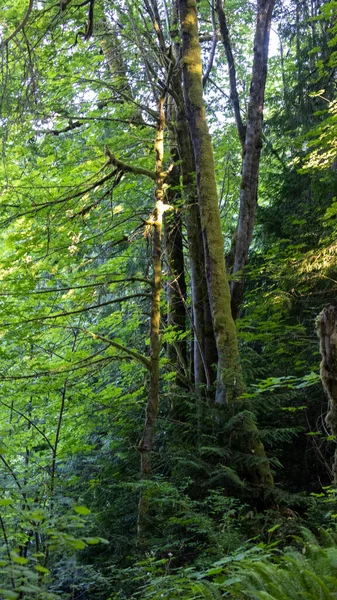 Высокие деревья, покрытые мхом и папоротником — стоковое фото
