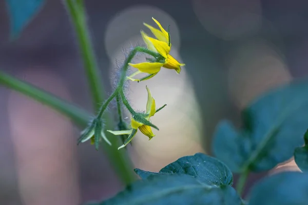 Pequeño grupo de flores de tomate en la vid —  Fotos de Stock