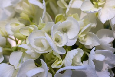 Çok sayıda beyaz ortanca çiçekleri grup halinde çiçek açıyor