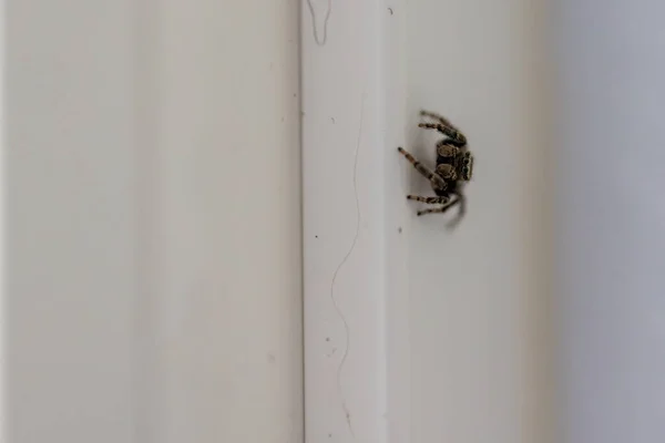 外面白墙上的黑色小猎蜘蛛 — 图库照片