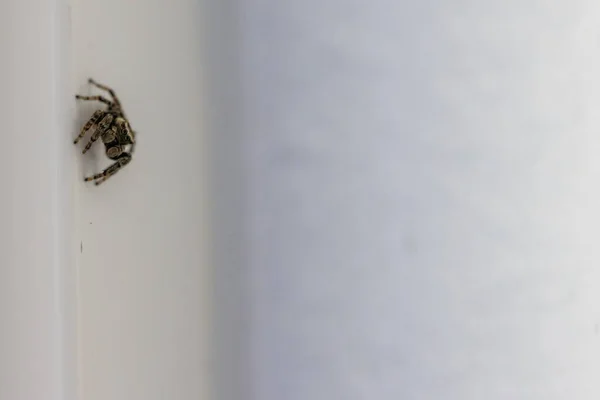 Pequeña araña de caza negra afuera en una pared blanca —  Fotos de Stock