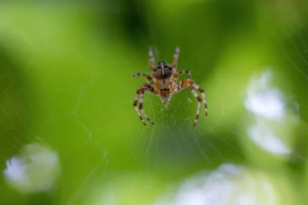Kis részletes kerti pók lóg a weben — Stock Fotó