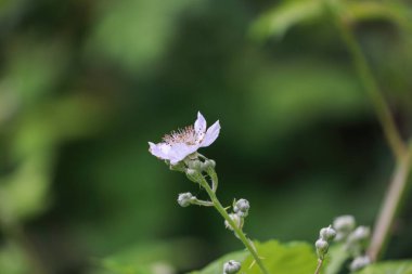 Pembe çiçekler gün içinde böğürtlen asmasında