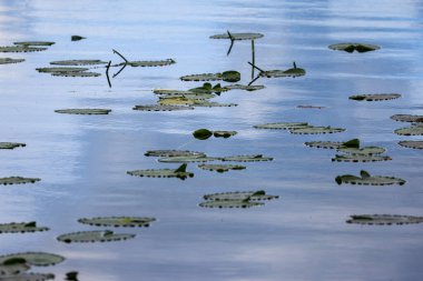 Yüzeyde yüzen nilüferler bir gölet