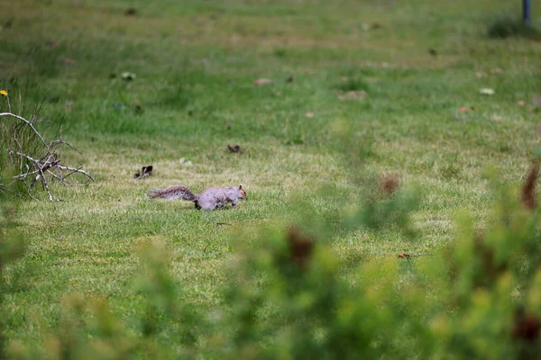 Grün gemähtes Gras mit einem Eichhörnchen in der Mitte — Stockfoto