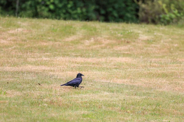 Corbeau noir foncé au milieu d'un champ — Photo