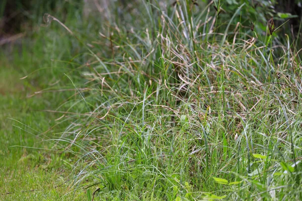 Ψηλό άγριο χορτάρι με στενό μονοπάτι μέσα του — Φωτογραφία Αρχείου