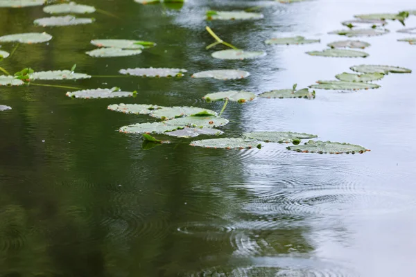 연못 수면 위에 떠 있는 백합 잎 — 스톡 사진