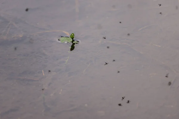 Μικρό πράσινο φυτό μεγαλώνει μέσα από μια λίμνη — Φωτογραφία Αρχείου