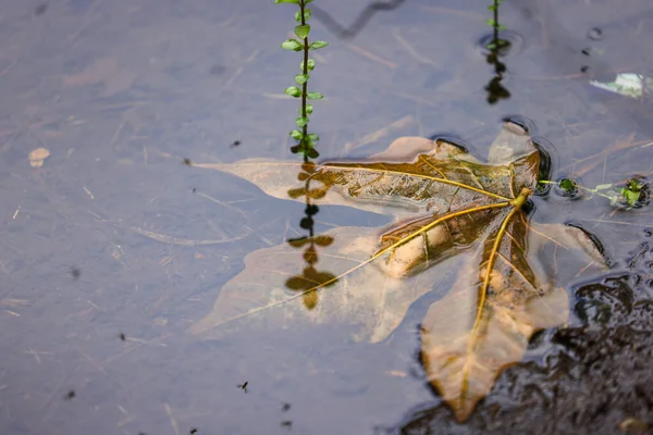 Folha de bordo caído submerso em uma lagoa — Fotografia de Stock