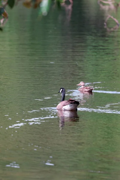 Kanadische Gans schwimmt neben einem Entenpaar — Stockfoto