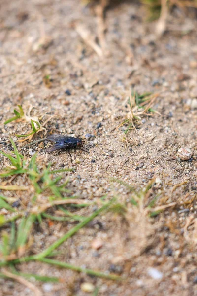 Темно-черная муха шагает по земле — стоковое фото