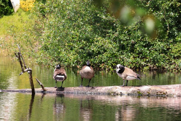 Um par de gansos canadenses agrupados toggether — Fotografia de Stock
