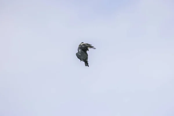 Död fågel hängande från någon fiskelina i ett träd — Stockfoto