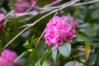 magenta pembe rhododendron çiçekleri tamamen çiçek açmış.