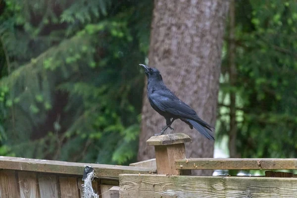 Corvo preto olhando para cima e de pé em uma perna — Fotografia de Stock