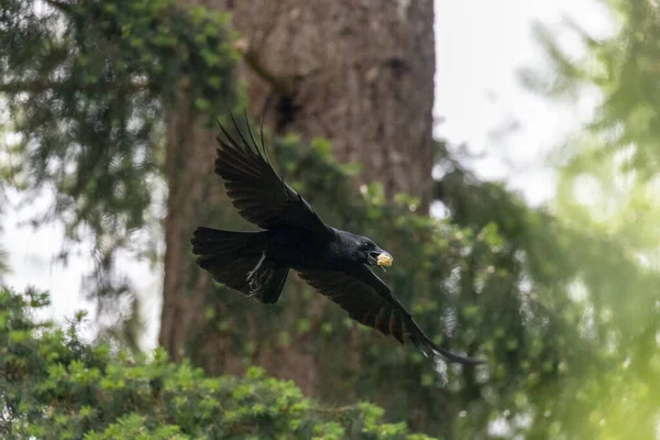Kråka som flyger genom cederträ med mat — Stockfoto