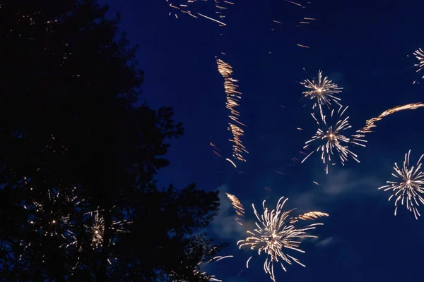 Fireworks exploding near pine tree in dark — Stock Photo, Image