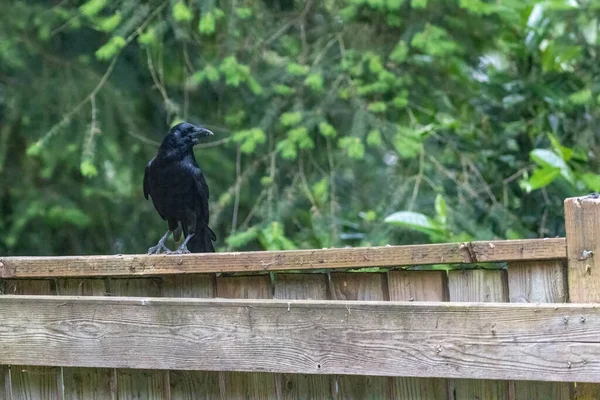 Glänsande svart kråka står på staket varning — Stockfoto