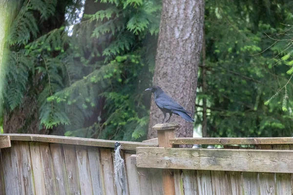 Individuell svart kråka sittande på krokigt staket — Stockfoto