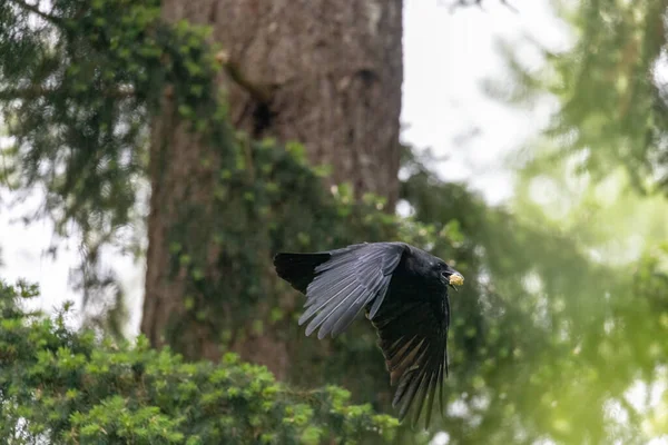 black crow flying through trees with food