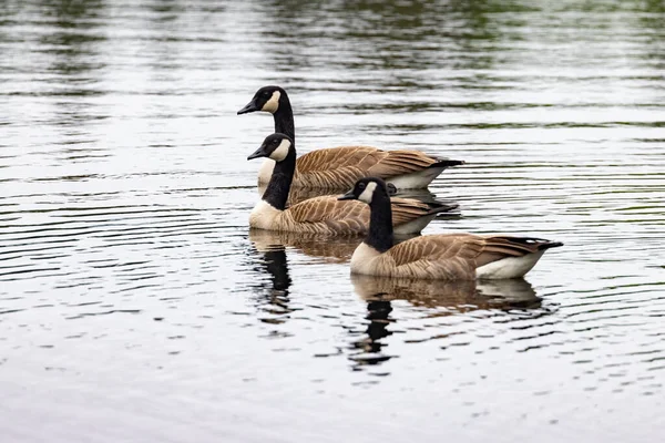 Três gansos canadenses nadando na lagoa reflexiva — Fotografia de Stock