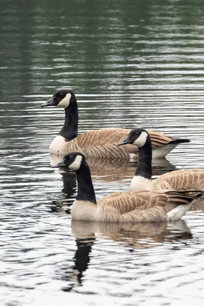 Trio de gansos adultos nadando juntos na lagoa — Fotografia de Stock