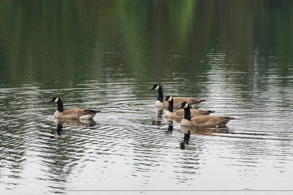 Grupo de gansos nadando na lagoa fazendo ondulações — Fotografia de Stock