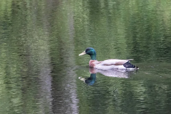 Único pato-reais nadando em pequeno lago — Fotografia de Stock