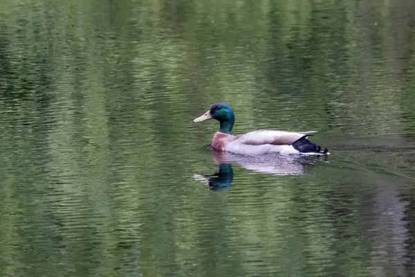 Lago reflexivo com ondulações de pato único mallard — Fotografia de Stock