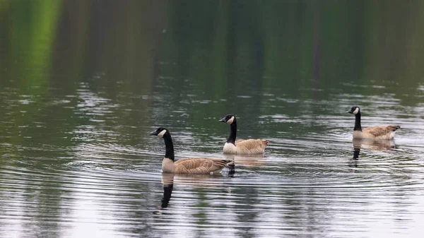 Pequeno grupo de gansos canadenses fazendo ondulações na lagoa — Fotografia de Stock