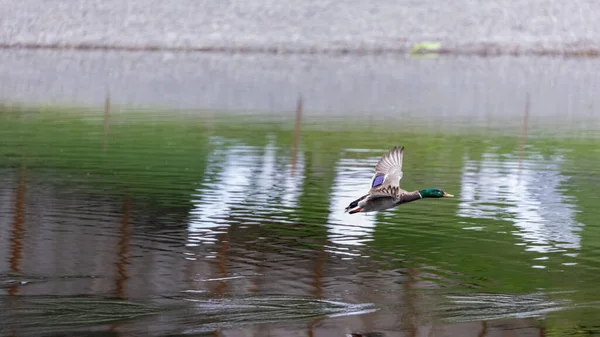 Tőkés kacsa felszáll a zöld tó felett — Stock Fotó