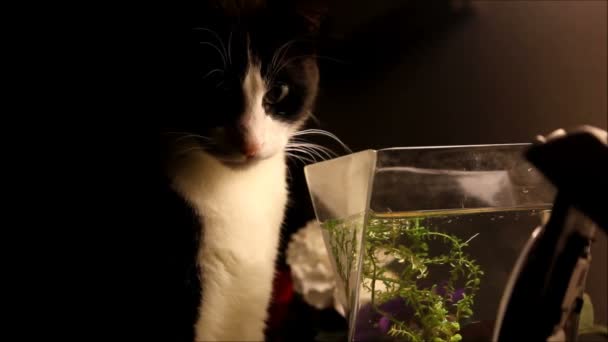 Chat regarde en avant et en arrière et renifle dans le bol de poisson — Video