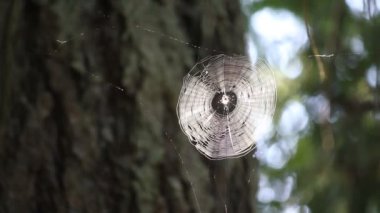 Orman spiderweb