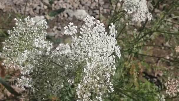 Close up van witte wilde bloemen in de wind — Stockvideo