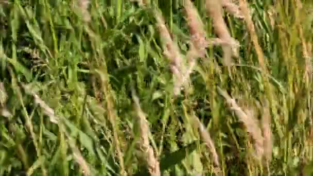 Gros plan herbe venteuse 