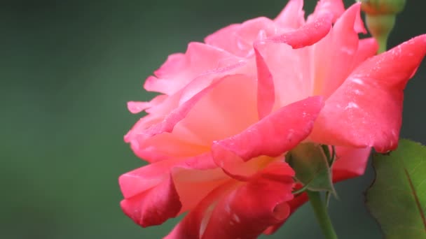 Close-up waterdrops en roze rose — Stockvideo